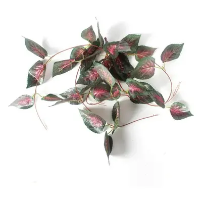 Hängende Pflanze für das Terrarium dunkelrot